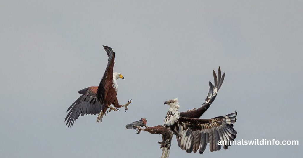 Strongest Birds of Prey