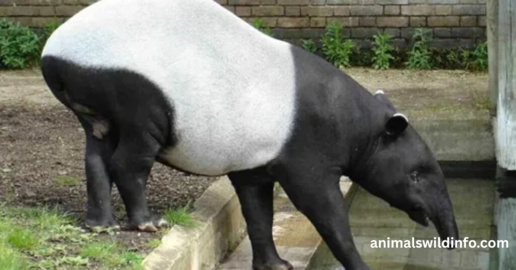 Tapir