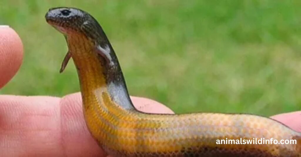 Western Three-Toed Skink