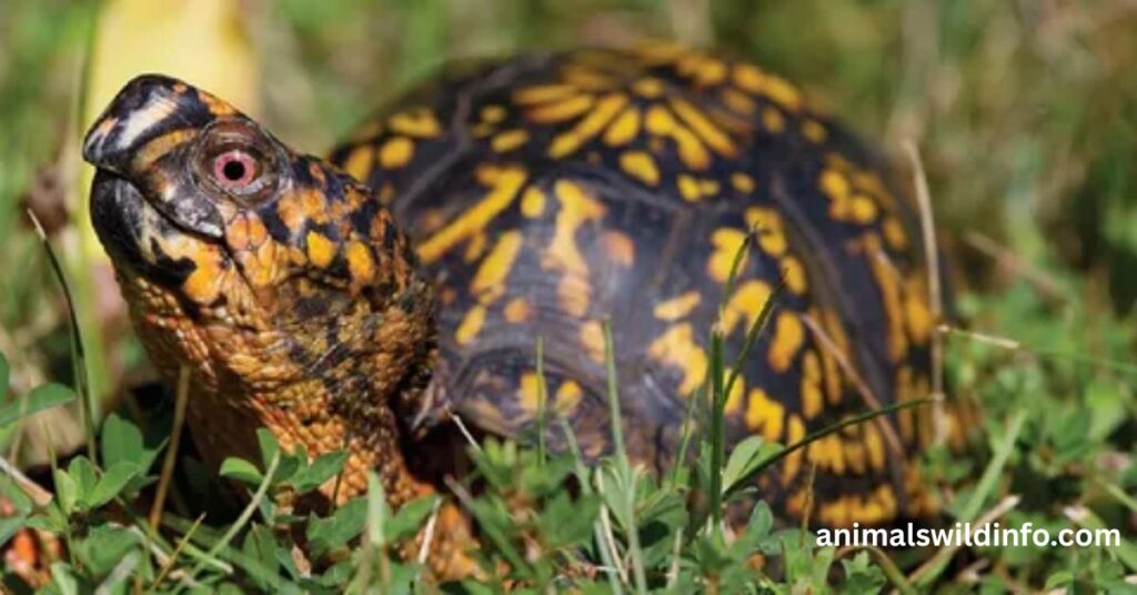 Three-Toed Box Turtle