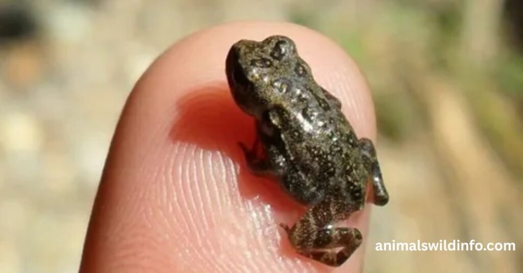 Three-Toed Toadlet