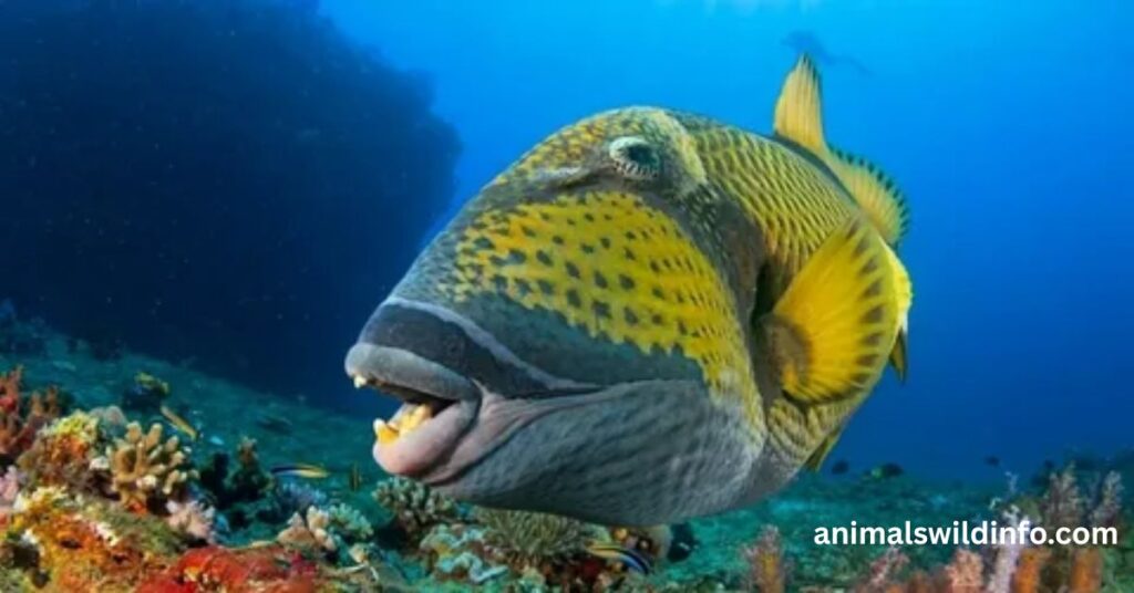 Titan Triggerfish