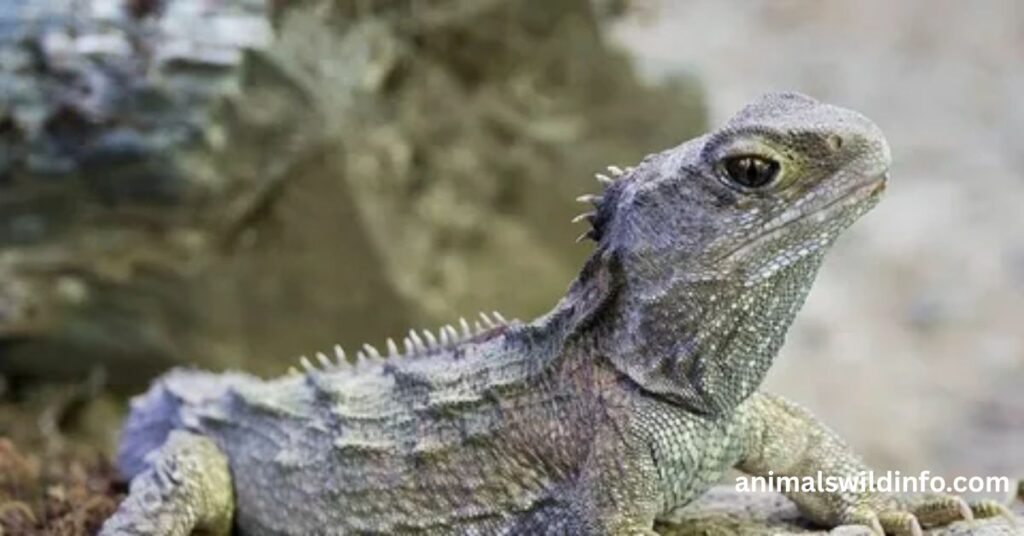 Tuatara