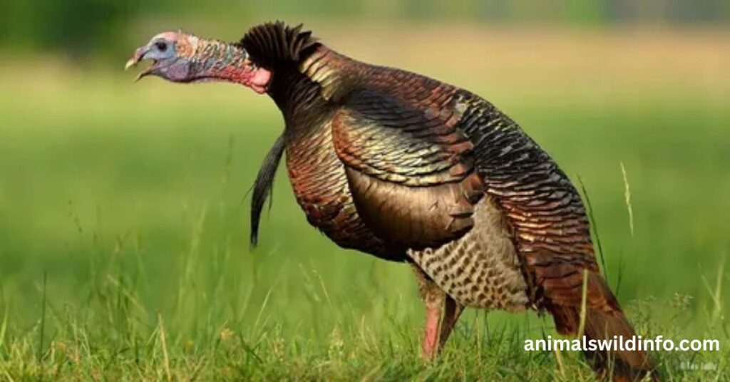 Turkeys