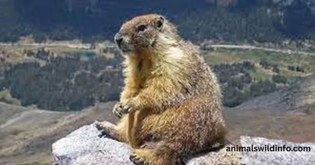 Types of Marmots in North America