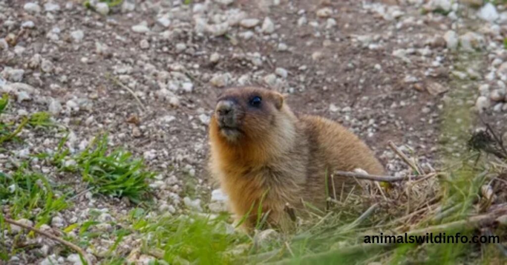 Vancouver Island Marmot