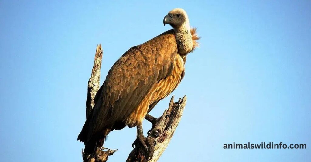 Vultures