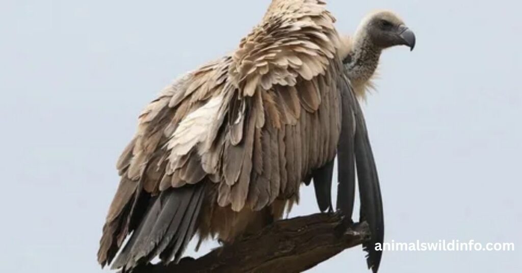 Vultures