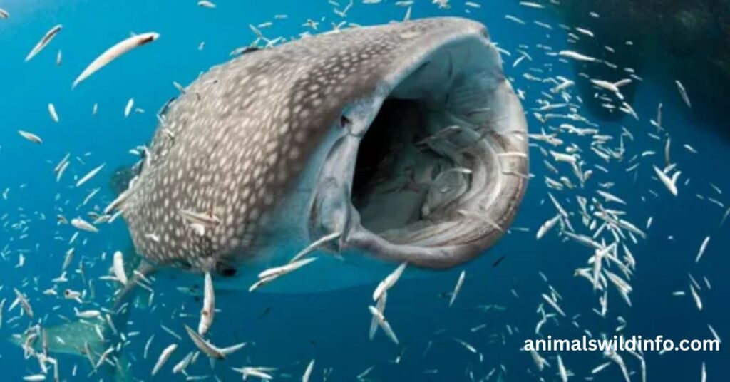 Whale Sharks