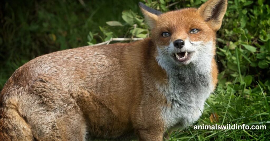 Why Do Foxes Laugh?