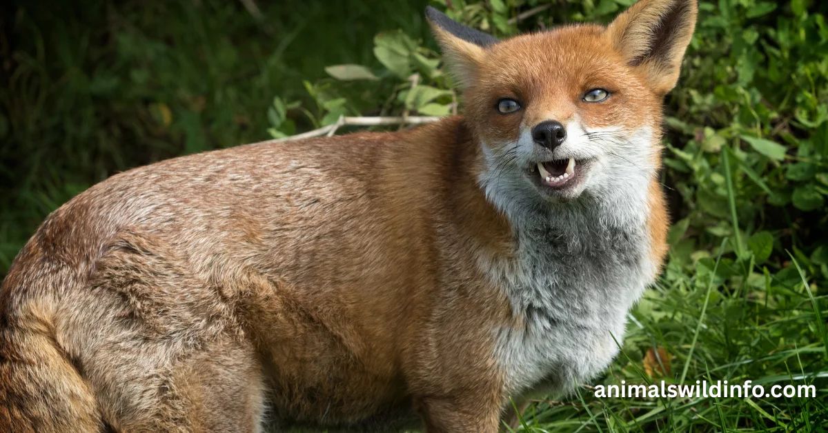 Why Do Foxes Laugh?