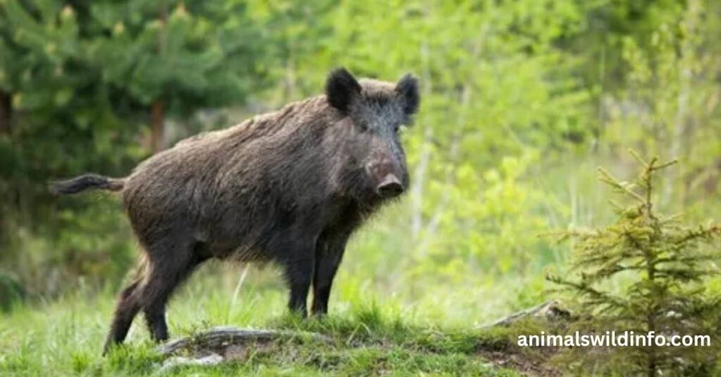Wild Boars