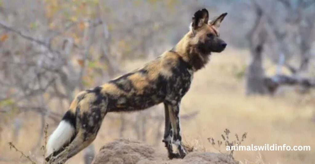 Wild Dogs