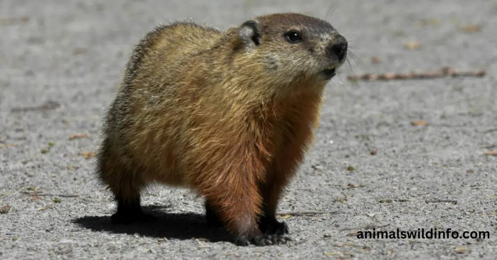 Yellow-Bellied Marmot