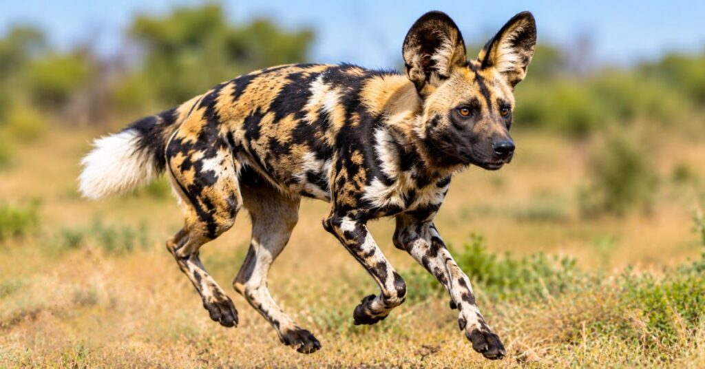 African Wild Dog